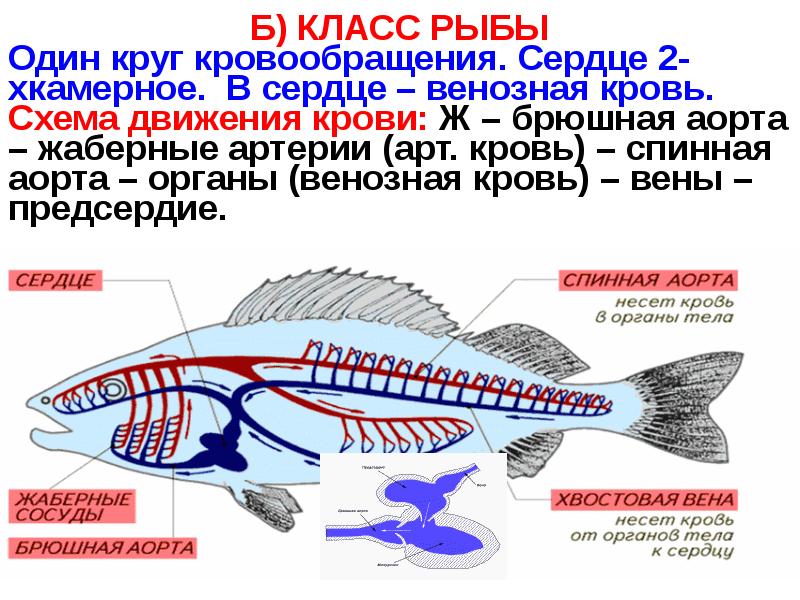 Какие системы органов у рыб. Кровеносная система костных рыб. Кровеносная система костных рыб схема. Круг кровообращения у рыб. Кровеносная система костистых рыб.
