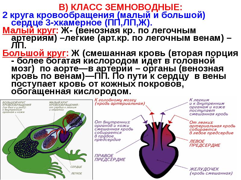 Схема кровообращения лягушки