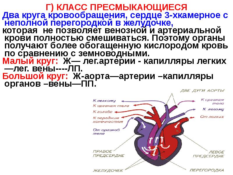 Кровеносная система пресмыкающихся кратко