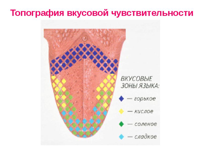 Вкусовая сенсорная система презентация