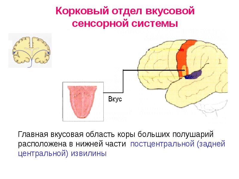 Вкусовая сенсорная система презентация