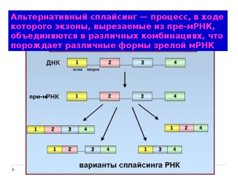 Альтернативный сплайсинг презентация