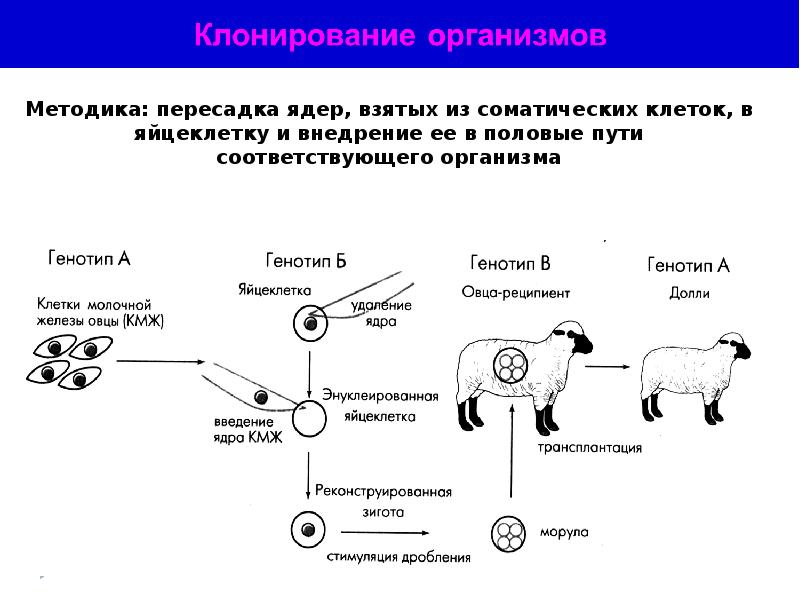 Клонирование голоса по образцу онлайн