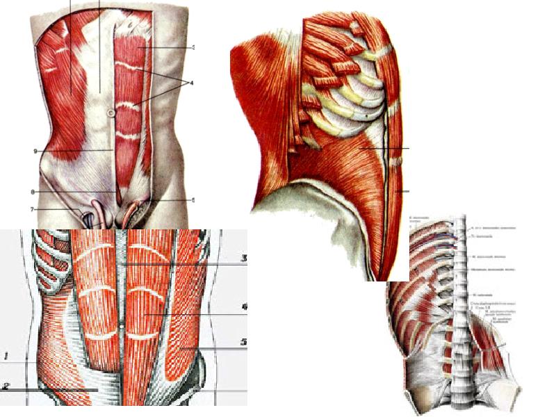Фасции спины. Грудино поясничная фасция анатомия. Мышцы живота анатомия медунивер. Топография мышц спины. Топография мышц живота.