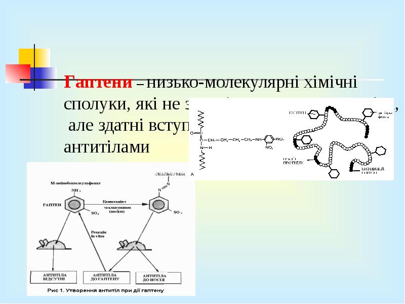 Гаптени – низько-молекулярні хімічні сполуки, які не здатні утворювати антитіла, але Гаптени – низько-молекулярні хімічні сполуки, які не здатні утворювати антитіла, але