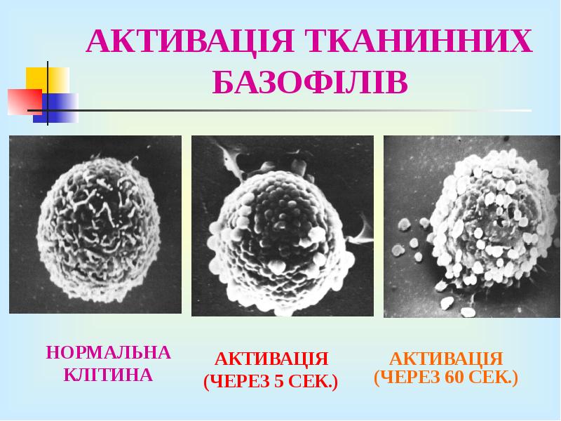 АКТИВАЦІЯ ТКАНИННИХ БАЗОФІЛІВ АКТИВАЦІЯ ТКАНИННИХ БАЗОФІЛІВ