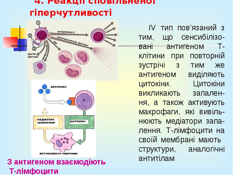 4. Реакції сповільненої гіперчутливості 4. Реакції сповільненої гіперчутливості