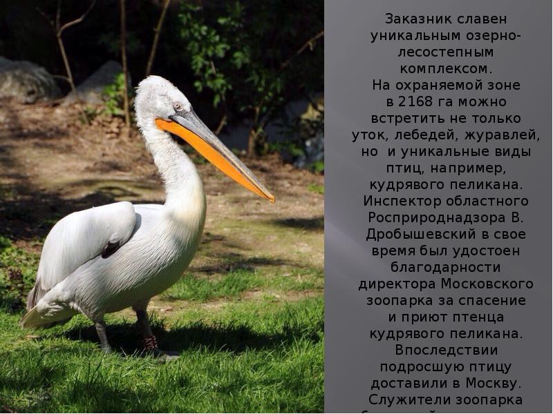 Красная Книга Птицы Фото С Названиями