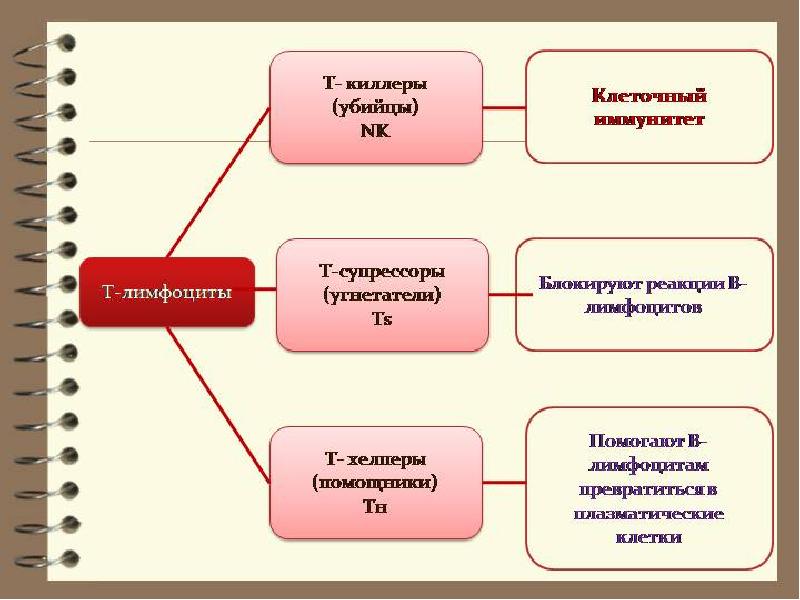 Виды т. Функции т лимфоцитов. Т киллеры т хелперы т супрессоры. Классификация т лимфоцитов. Классификация ТЭ лимфоцитов.