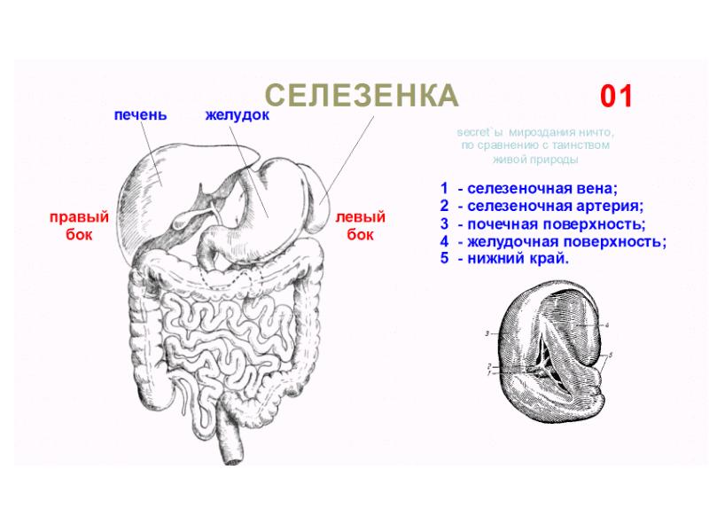 Селезенка на теле