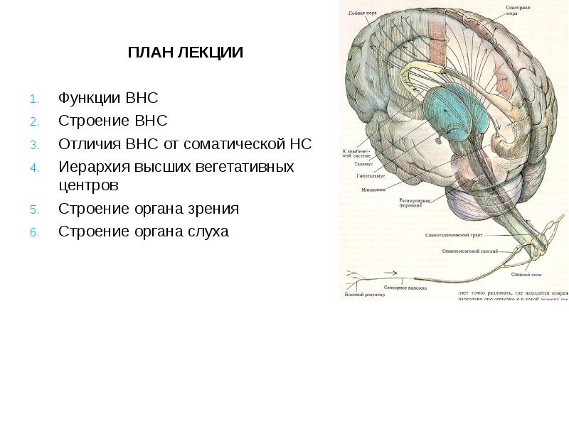 Функциональная анатомия вегетативной нервной системы презентация