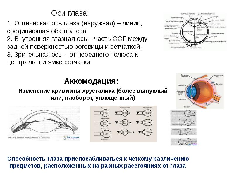 Расположено впереди сетчатки расположено позади сетчатки. Зрительная и оптическая ось глаза. Оси глаза анатомия. Зрительная ось глаза анатомия. Строение глаза и Зрительная ось.