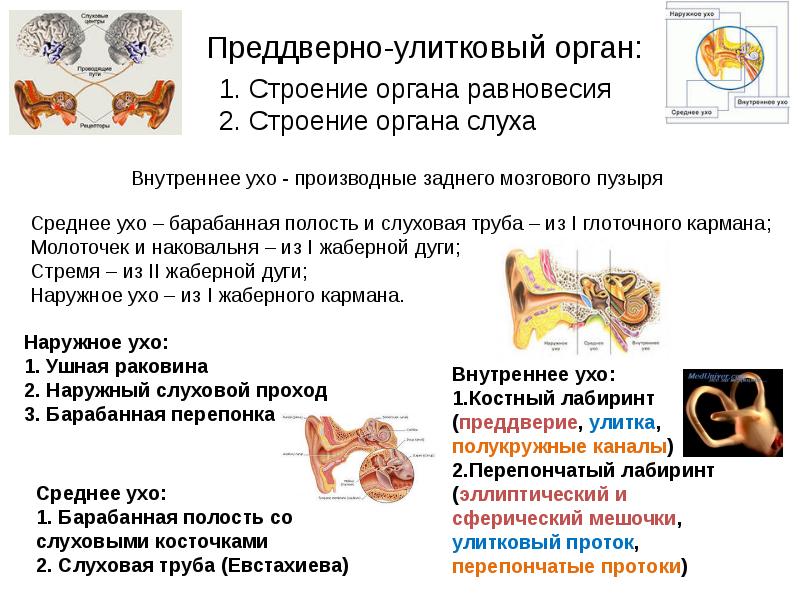 Презентация орган слуха и равновесия анатомия