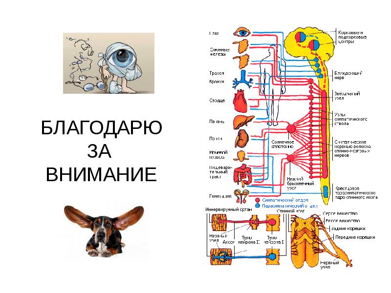 Рассмотрите рисунки 1 3 на которых изображен глаз человека какой отдел