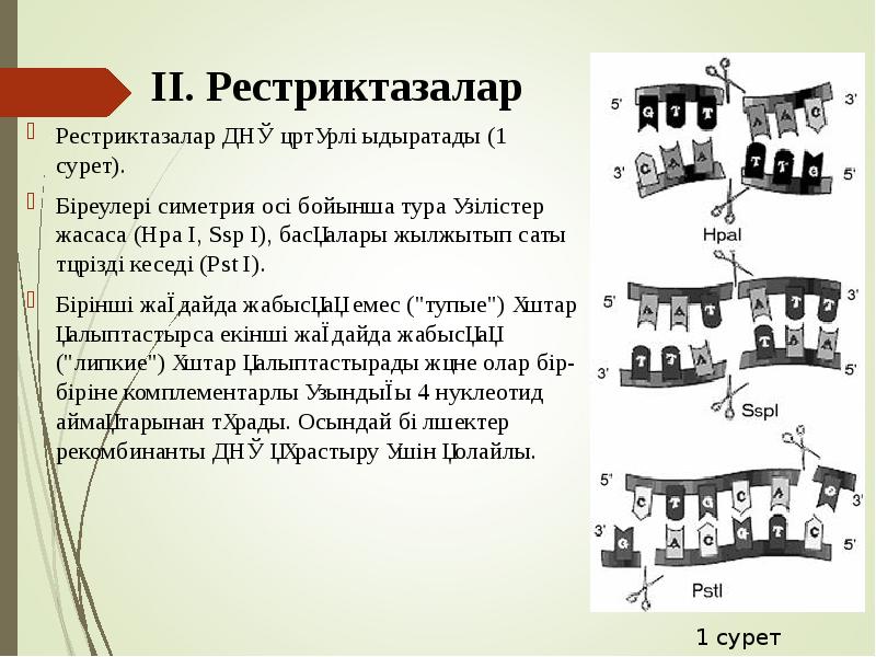 ІІ. Рестриктазалар
Рестриктазалар ДНҚ әртүрлі ыдыратады (1 сурет).
Біреулері симетрия ІІ. Рестриктазалар
Рестриктазалар ДНҚ әртүрлі ыдыратады (1 сурет).
Біреулері симетрия