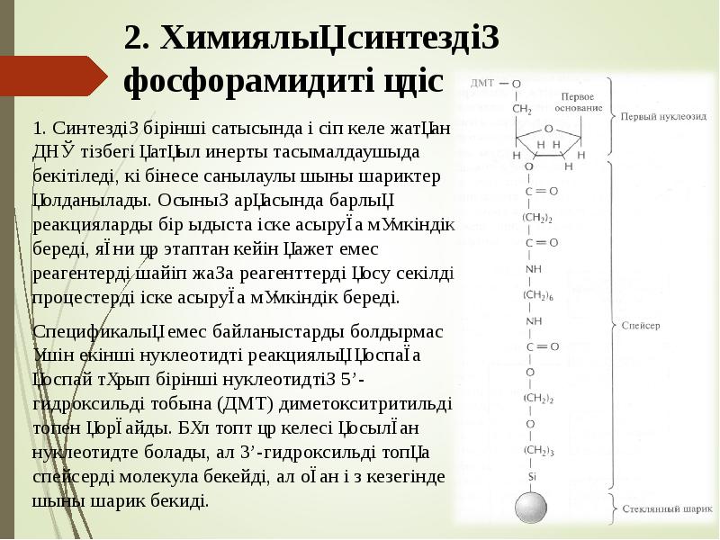2. Химиялық синтездің фосфорамидиті әдіс
1. Синтездің бірінші сатысында өсіп келе 2. Химиялық синтездің фосфорамидиті әдіс
1. Синтездің бірінші сатысында өсіп келе