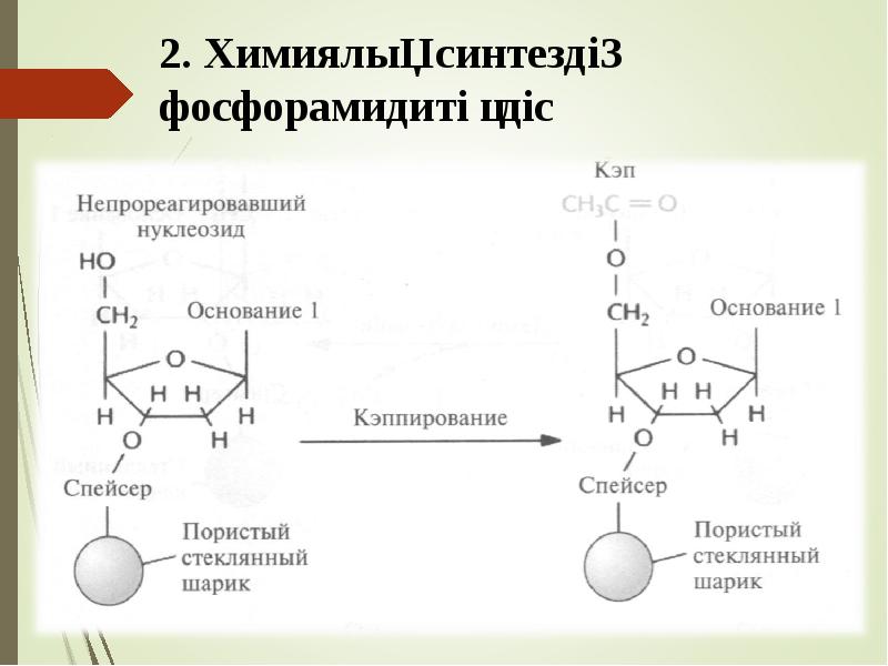 2. Химиялық синтездің фосфорамидиті әдіс 2. Химиялық синтездің фосфорамидиті әдіс