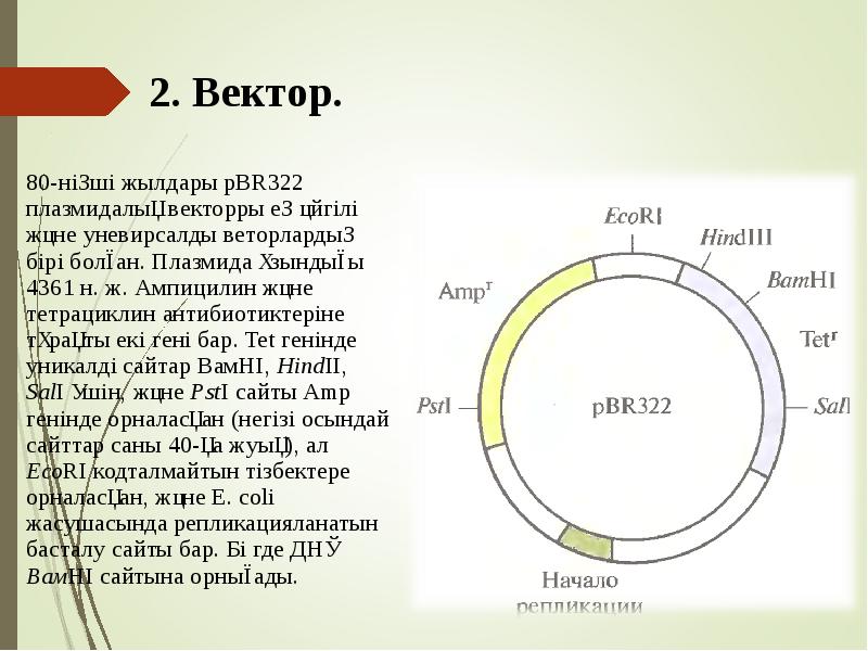 2. Вектор.
80-ніңші жылдары pBR322 плазмидалық векторры ең әйгілі және уневирсалды 2. Вектор.
80-ніңші жылдары pBR322 плазмидалық векторры ең әйгілі және уневирсалды