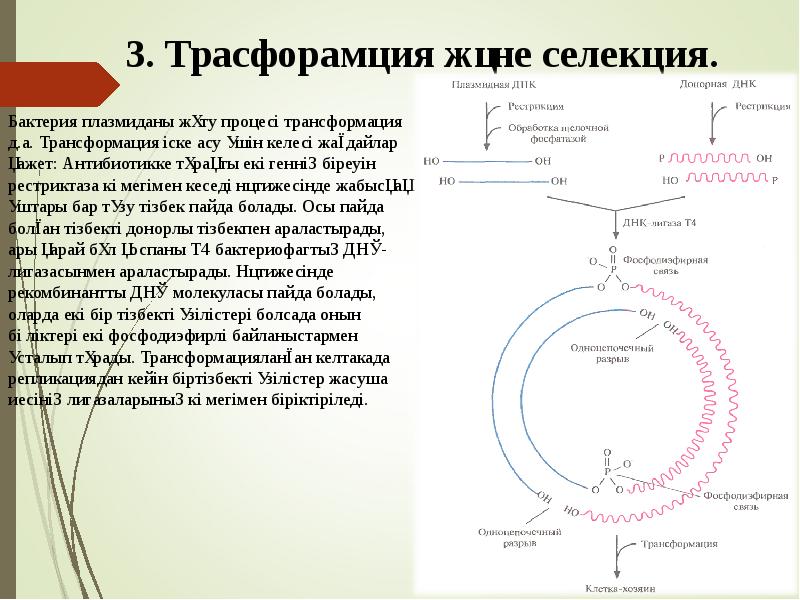 3. Трасфорамция және селекция.
Бактерия плазмиданы жұту процесі трансформация 3. Трасфорамция және селекция.
Бактерия плазмиданы жұту процесі трансформация
