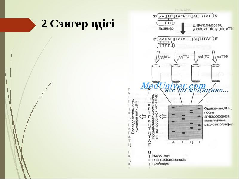 2 Сэнгер әдісі 2 Сэнгер әдісі