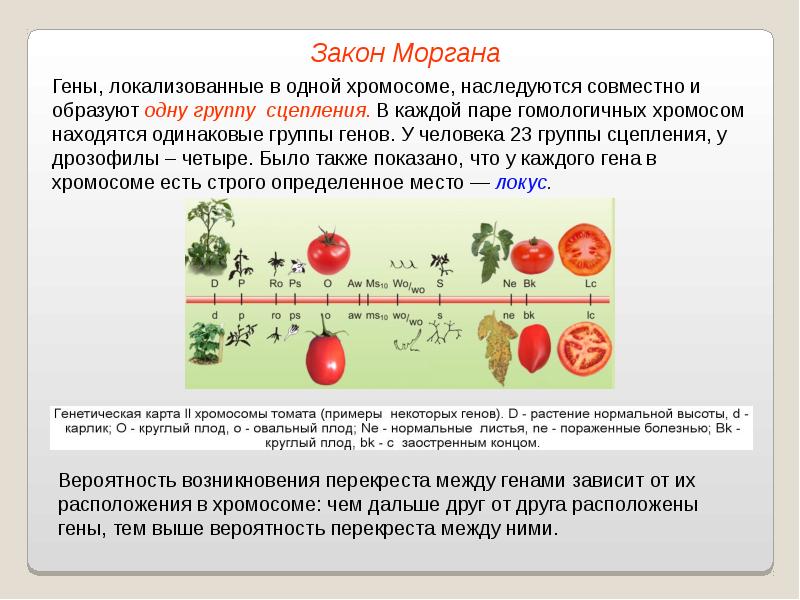 Сцепленное наследование генов дрозофилы