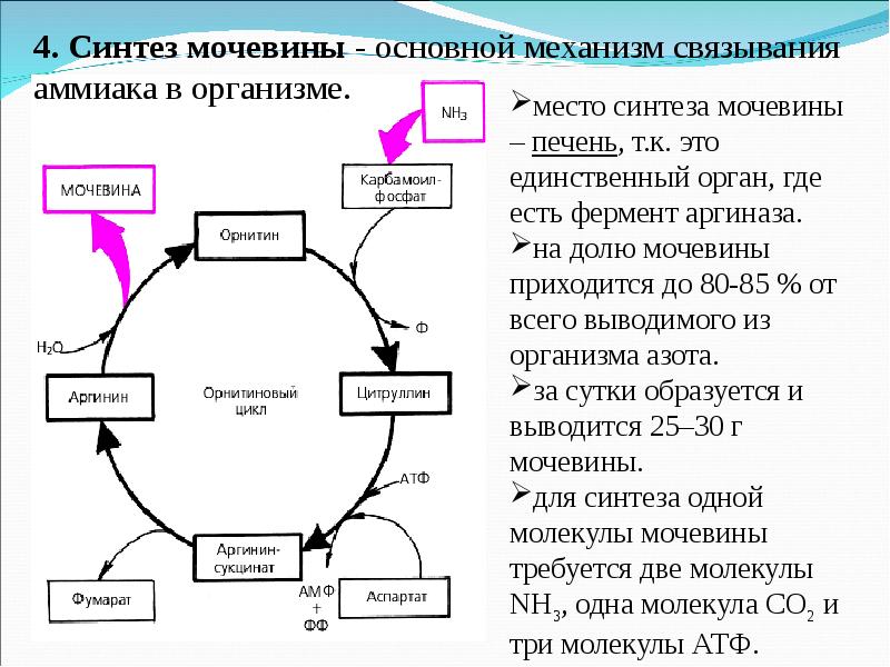 Напишите схему метаболического пути обеспечивающего хрусталик глаза энергией укажите ферменты