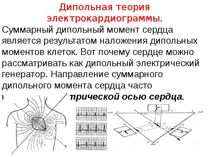 Момент сердца. Эквивалентный дипольный электрический Генератор это. Дипольный эквивалентный электрический Генератор сердца. Генератор дипольный электрический Генератор. Дипольно Векторная теория ЭКГ.