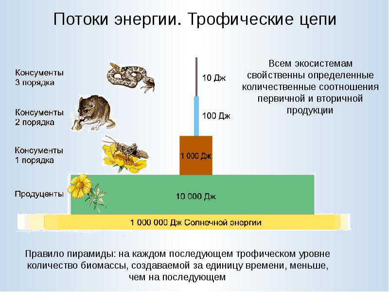 Презентация 7 класс цепи питания поток энергии 7 класс презентация