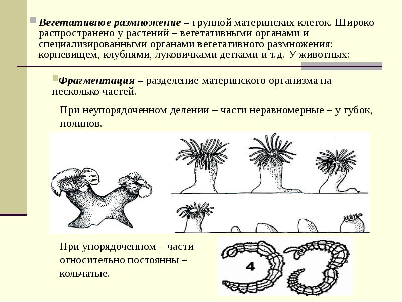 Деление организмов