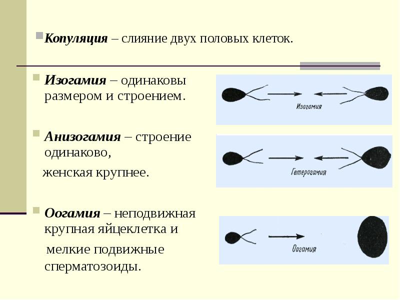 Одинаковое строение