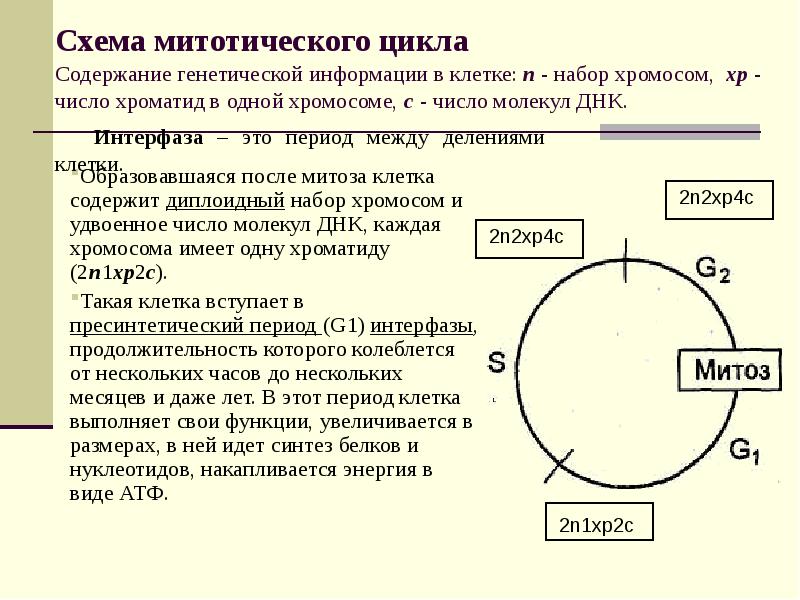 Деление клеток митотический цикл