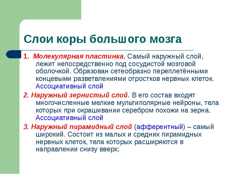 1. Молекулярная пластинка, Самый наружный слой, лежит непосредственно под сосудистой мозговой 1. Молекулярная пластинка, Самый наружный слой, лежит непосредственно под сосудистой мозговой
