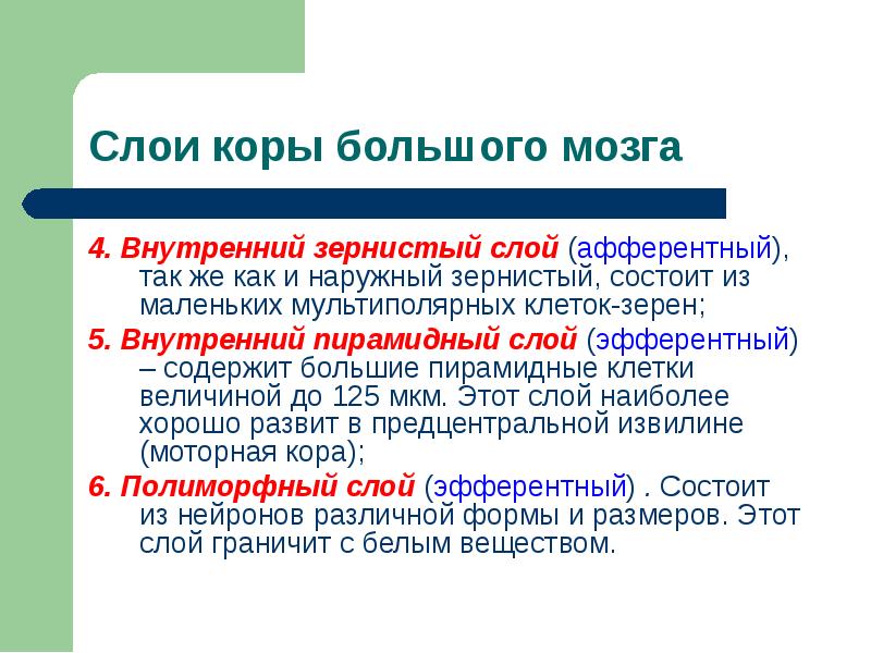 4. Внутренний зернистый слой (афферентный), так же как и наружный зернистый, 4. Внутренний зернистый слой (афферентный), так же как и наружный зернистый,
