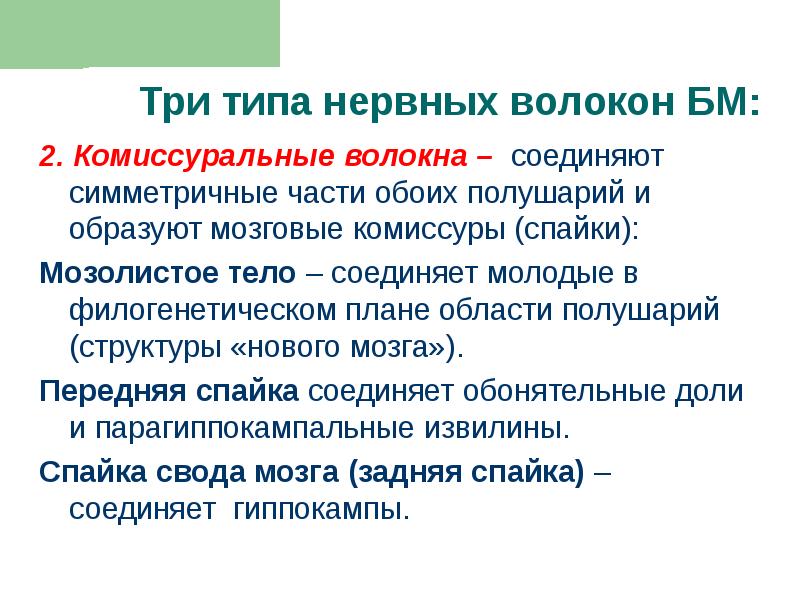 2. Комиссуральные волокна – соединяют симметричные части обоих полушарий и образуют 2. Комиссуральные волокна – соединяют симметричные части обоих полушарий и образуют