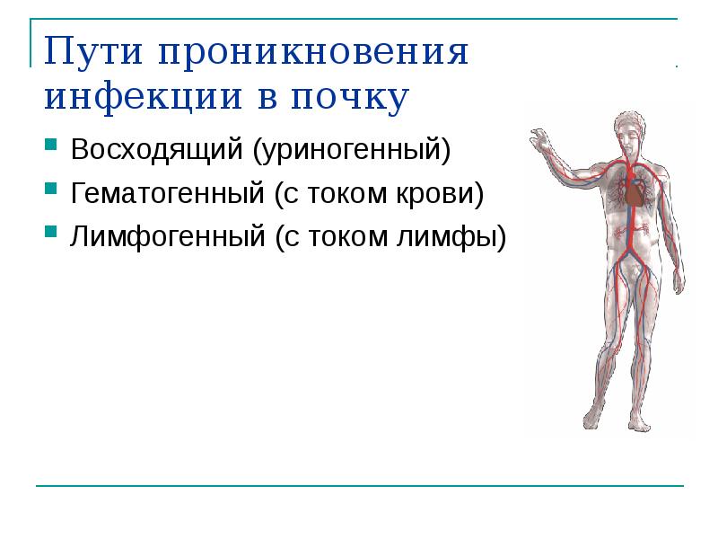 Пути проникновения. Пути проникновения инфекции в почку. Лимфогенный путь проникновения инфекции в почку. Пути проникновения инфекции примеры. Восходящий путь проникновения инфекции это.