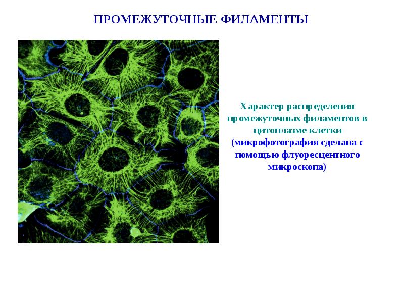 Промежуточная по биологии 8. Цитоскелет промежуточные филаменты. Промежуточные филаменты эпителиальных клеток. Опорно-двигательные структуры клетки. Цитоскелет.. Опорно двигательная система клетки строение.