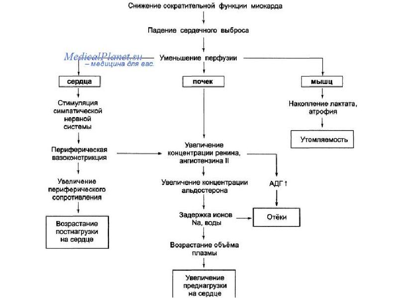 Особенности первого этапа сестринского процесса при патологии сердечно сосудистой системы схема