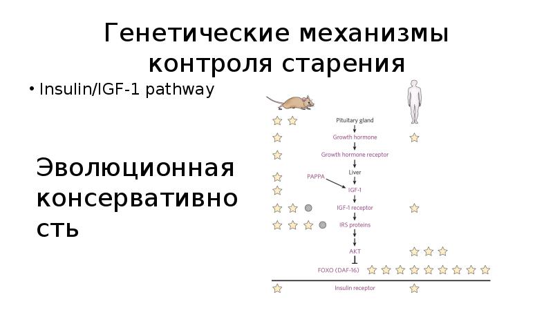 Синдром ларона презентация