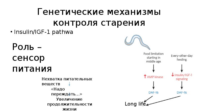 Презентация механизмы старения