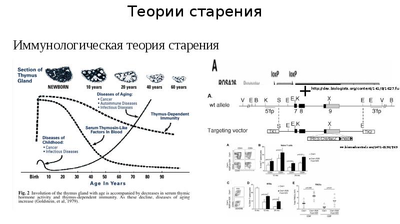 Презентация механизмы старения