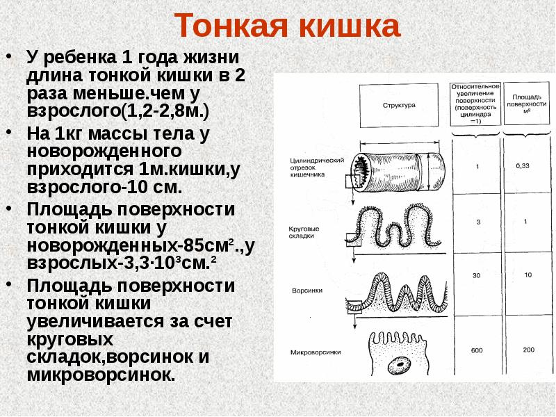 Тонкая кишка таблица