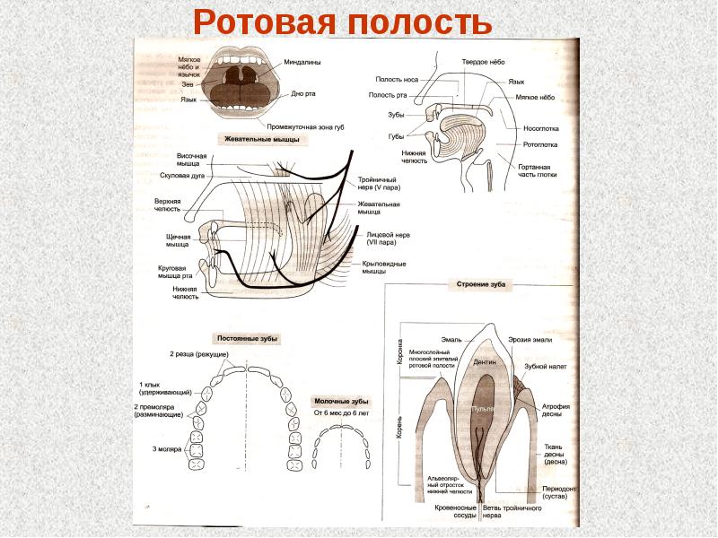 Особенность ротовой полости