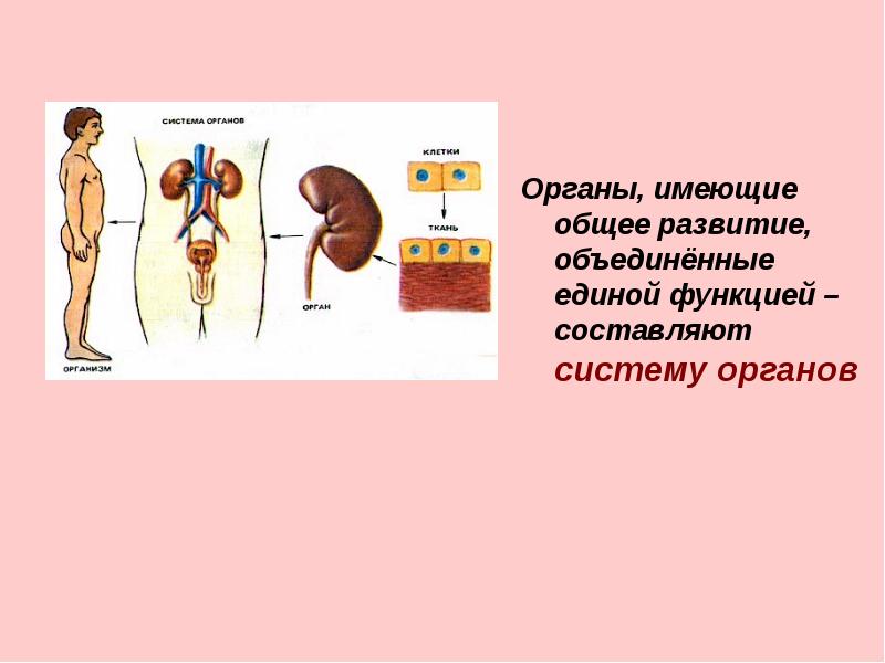 1 система органов. Имеют системы органов. Образование систем органов. Органы обладают. Волосы какая система органов.