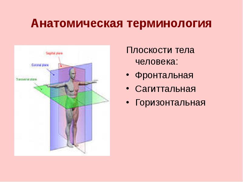 Оси и плоскости человека рисунок