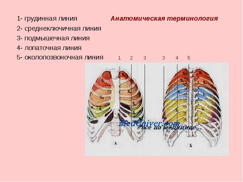 В состав какого органа входит изображенное на рисунке анатомическое образование