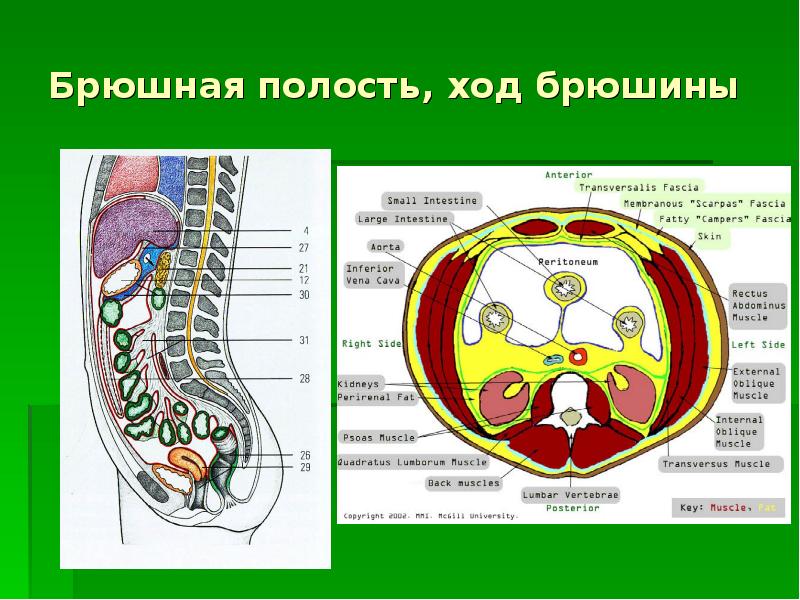 Анатомия брюшной полости человека в картинках