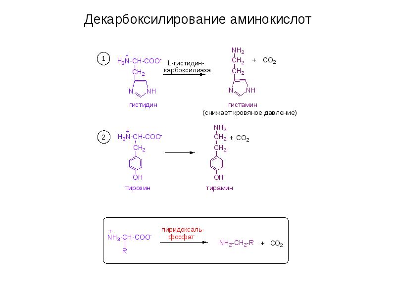 Декарбоксилирование аминокислот реакция. Схемы реакций декарбоксилирования аминокислот. Декарбоксилирования аминокислоты тирозина. Декарбоксилирование аминокислот схема. Декарбоксилирование аминокислот биохимия схема.