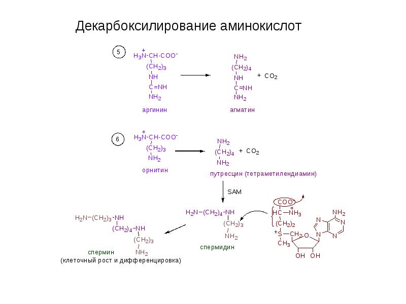 Декарбоксилирование аминокислот реакция. Декарбоксилирование аминокислот биохимия схема. Декарбоксилирование аргинина реакция. Схемы реакций декарбоксилирования аминокислот. Декарбоксилирование аминокислот схема.