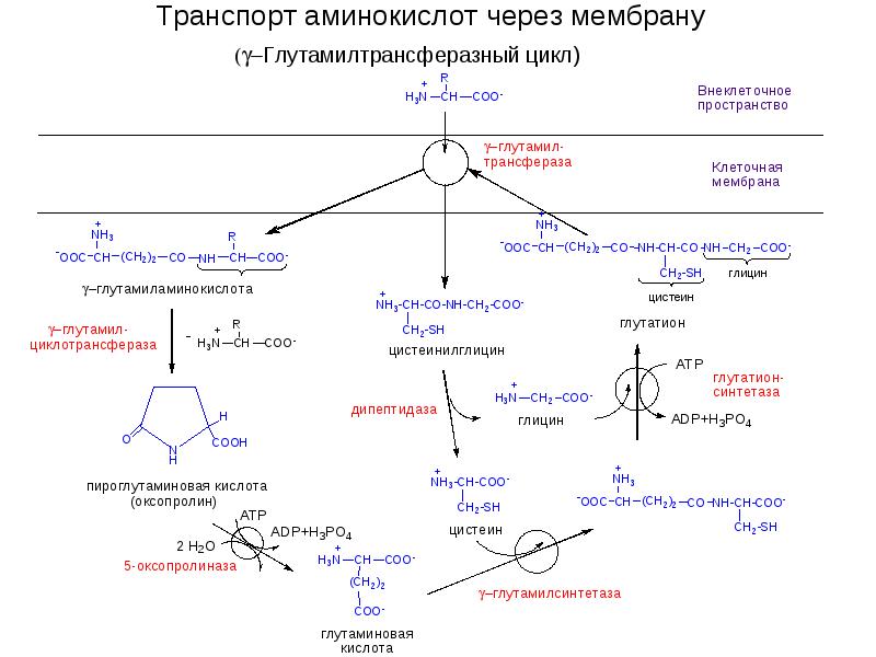 Катаболизм аминокислот биохимия презентация