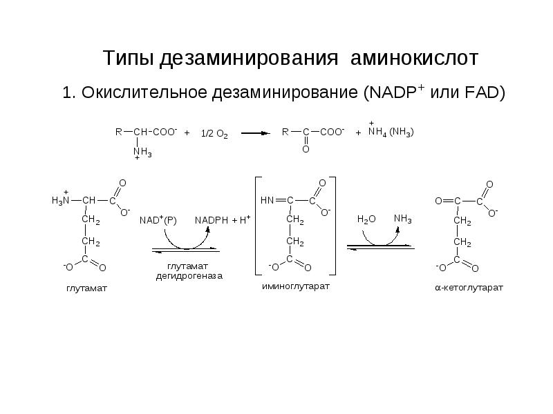 Катаболизм аминокислот биохимия презентация